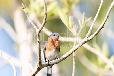 Male bright bluebird Sialia sialis perches on a tree