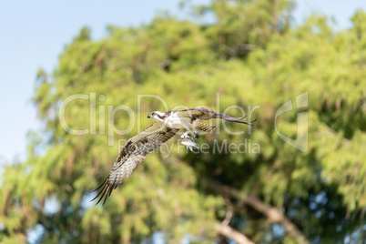Fish in the claws of an osprey Pandion haliaetus bird with wings