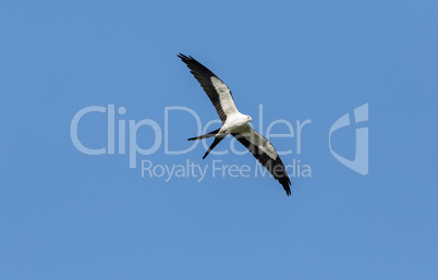 Swallow tailed kite Elanoides forficatus bird against a blue sky