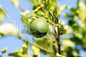 Green avocado tree fruit Persea americana Miller growing