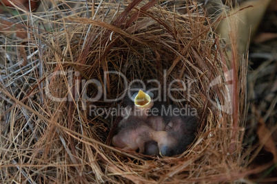 Hatchling bright bluebird Sialia sialis in a nest