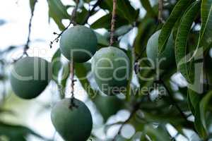 Fresh mango fruit Mangifera indica hangs from a tree