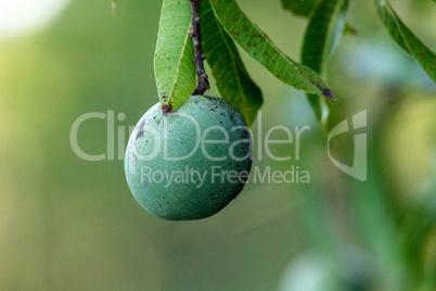 Fresh mango fruit Mangifera indica hangs from a tree