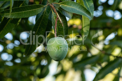 Fresh mango fruit Mangifera indica hangs from a tree