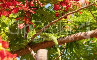 Green iguana lizard Iguana iguana in a Poinciana tree Delonix