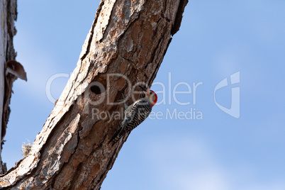 Red bellied woodpecker Melanerpes carolinus in a pine tree