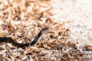 Southern black racer snake Coluber constrictor priapus slithers