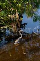 Tricolored heron Egretta tricolor wading bird in a swamp