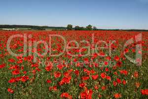 Field of red Poppy Flowers in Summer