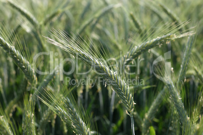 close up of young green wheat on the field