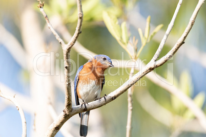 Male bright bluebird Sialia sialis perches on a tree