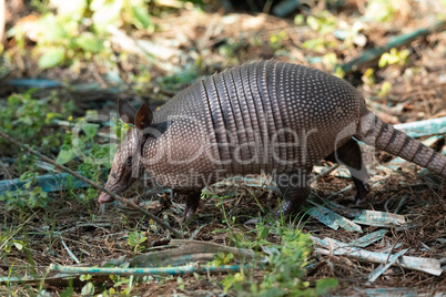 Foraging nine-banded armadillo Dasypus novemcinctus in the woods