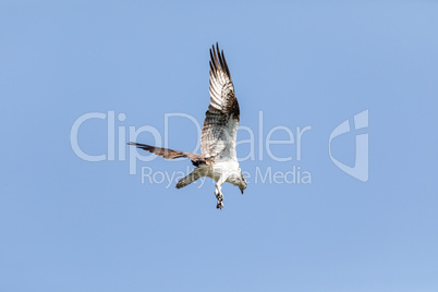 Diving osprey Pandion haliaetus bird with wings spread and talon