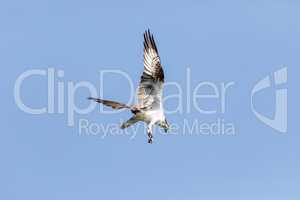 Diving osprey Pandion haliaetus bird with wings spread and talon