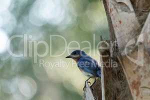 Male bright bluebird Sialia sialis perches on a tree