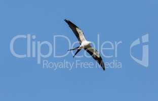 Swallow tailed kite Elanoides forficatus bird against a blue sky