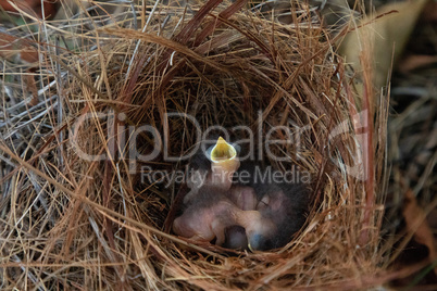 Hatchling bright bluebird Sialia sialis in a nest