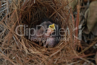 Hatchling bright bluebird Sialia sialis in a nest