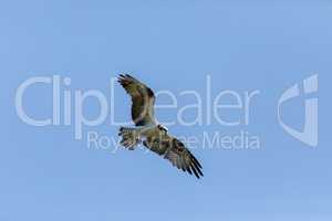Flying osprey Pandion haliaetus bird with wings spread and talon
