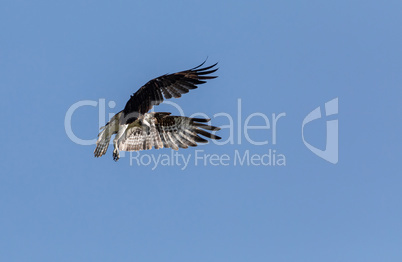 Flying osprey Pandion haliaetus bird with wings spread and talon