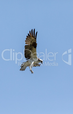 Flying osprey Pandion haliaetus bird with wings spread and talon