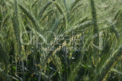 Close up of young green wheat on the field