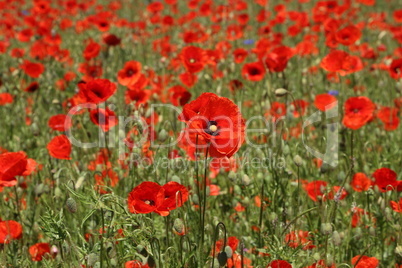 Field of red Poppy Flowers in Summer