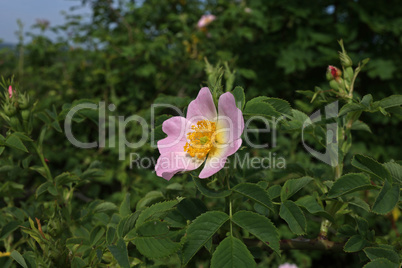 wild rose dogrose against a background of green leaves