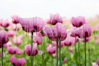 Field of red violett Poppy Flowers in Summer