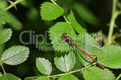 Large Red Damselfly sitting on a leaf