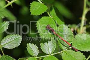 Large Red Damselfly sitting on a leaf