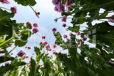 Field of red violett Poppy Flowers in Summer