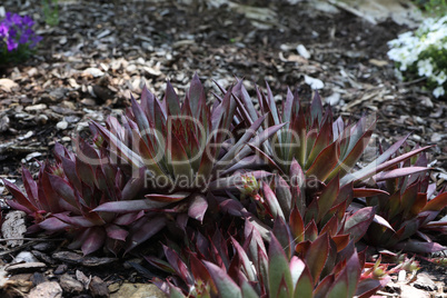 Sempervivum charadzeae, houseleeks or liveforever in spring garden