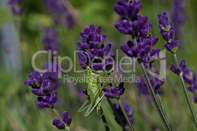 Green grasshopper in sprigs of lavender in summer