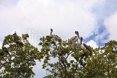 Squadron of pelicans Pelecanus occidentalis in front of a Kayak