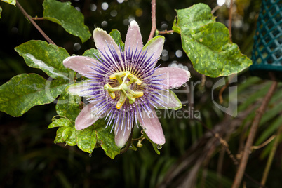 Dewy purple passionflower Passiflora incarnate on a vine in a tr