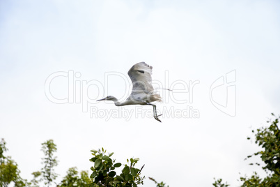 Hybrid of snowy egret and a little blue heron Egretta thula x ca