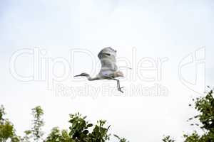 Hybrid of snowy egret and a little blue heron Egretta thula x ca