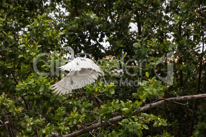 Hybrid of snowy egret and a little blue heron Egretta thula x ca