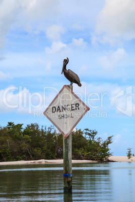 Large pelican Pelecanus occidentalis on a danger sign in front o