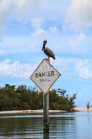 Large pelican Pelecanus occidentalis on a danger sign in front o