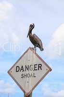 Large pelican Pelecanus occidentalis on a danger sign in front o