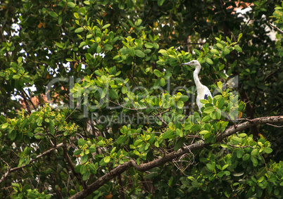 Hybrid of snowy egret and a little blue heron Egretta thula x ca