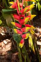 Lobster claw heliconia also known as Heliconia rostrata is a tro