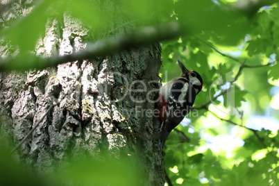 Great spotted woodpecker perched on a tree