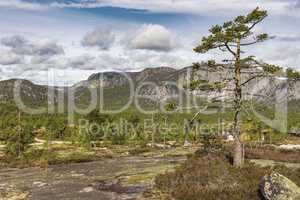 Panorama with fir trees and mountains nature landscape Nissedal Norway.