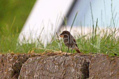 Redstart with its prey in the garden