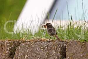 Redstart with its prey in the garden