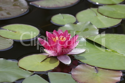 A beautiful water lily flower that hovers over the water