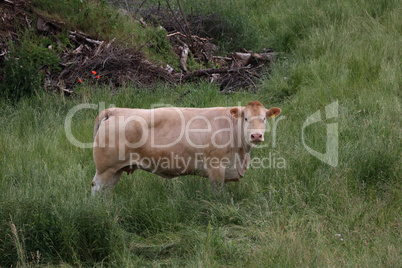 Red cow in the pasture looking at the camera